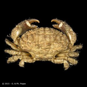 Xanthid crab Nanocassiope granulipes Crustaceans  Oddities Curiosities 